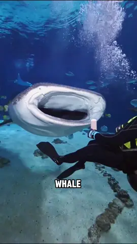 The chill and gentle whale shark💕#tiktok #cute #animals #fish #foryou #viral 