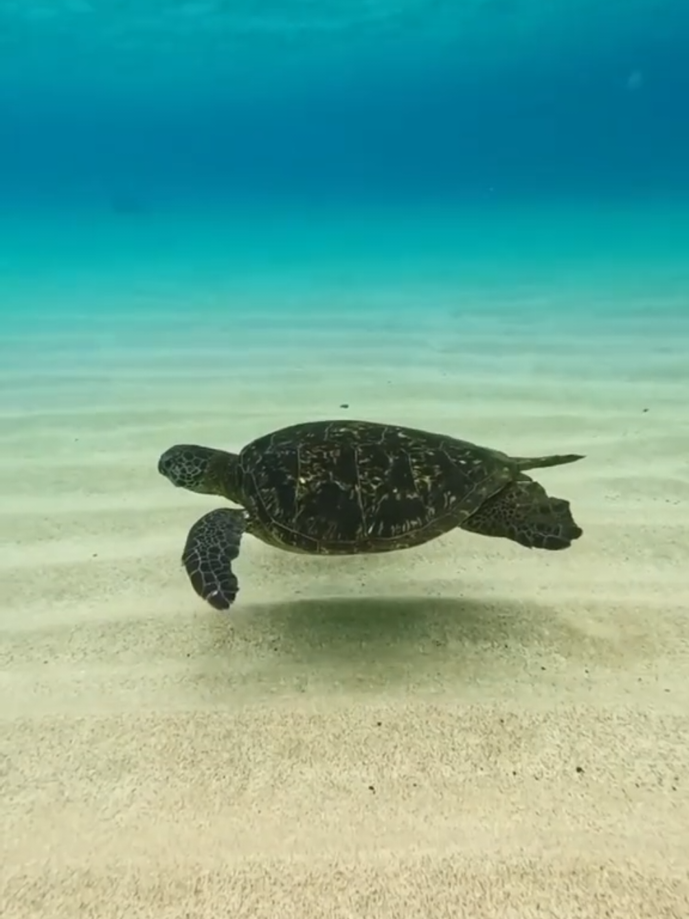 Die Unterwasserwelt 🌊 – so schön, so bedroht ⚠️ Faszinierende Fische, bunte Korallen 🪸 – doch dieses Paradies ist in Gefahr. Plastikmüll, steigende Meerestemperaturen und die Folgen des Klimawandels zerstören langsam das Leben unter Wasser. Wir können etwas tun! Trenne deinen Müll.  Vermeide Plastik.  Schütze das Klima. Für die Meere. Für die Tiere. Für uns alle. Für unsere Zukunft. #umweltschutz #meer #naturschutz  #oceananimals  #savetheoceans  #nachhaltigkeit #plastikfrei  #protectouroceans  #Korallenretten  #Klimaschutz  #nomoreplastic  #reeflife #Korallenriff #rettetdasmeer #tierschutzmitherz  #oceanconservation 