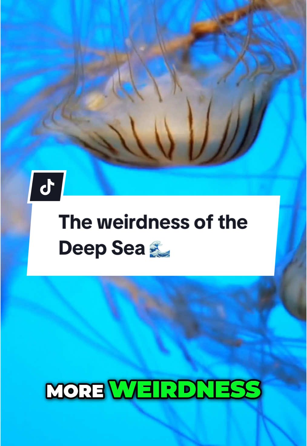 Joe Rogan Talks about the great Biodiversity of the Sea 🌊 #jre #joerogan #joeroganpodcast #clips #sea #deepsea #animals #fish #fyp #foryoupage 
