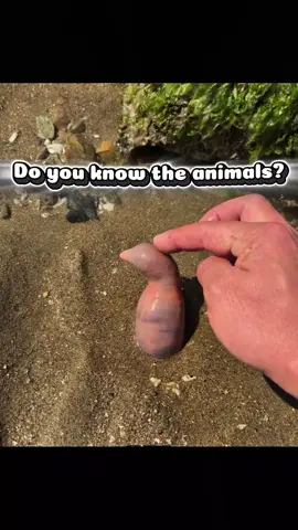 Do you know the animals ?#animalsoftiktok 