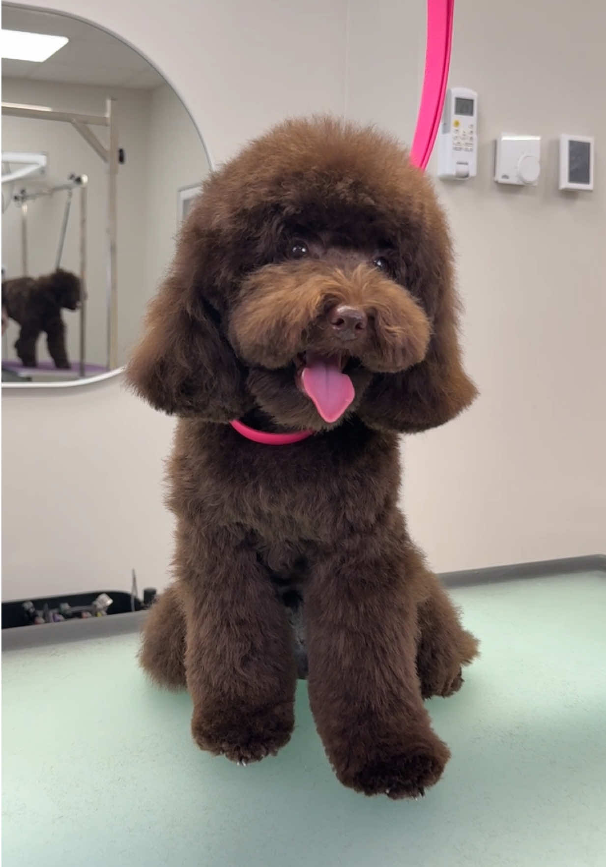 Brownie is a big boy now! Full grooming session for this cutie 🐾✂️🐩 all tools linked in bio #toypoodle #doggroom #furryfriends #doggrooming #doggroomerlife #dogsoftiktok #dogtok #doggroomer #doggroominglife #poodlesoftiktok #poodle #poodlegrooming 