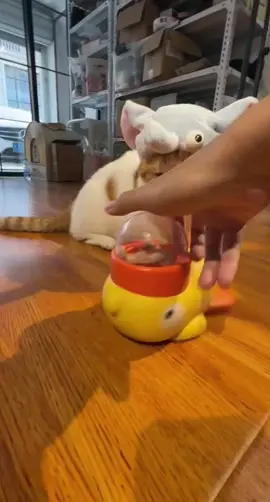🦆🐾 **Snack time just got *quack-tastic*!** 🎉 Turn mealtime into playtime with the **DUCEK Little Yellow Duck Feeder Toy**—your cat’s new favorite puzzle pal! 🧩✨ Spin the duck, release the treats, and watch your clever kitty *hunt* for their kibble like the tiny predator they are. 🕵️♀️🍪  👉 Swipe to see how it *slows down eating* and burns energy (bye-bye, midnight zoomies!).  👉 Interactive design + durable materials = endless fun for curious cats *and* entertained humans. 🙌  💬 Comment “QUACK” below to treat your feline to a snack-filled adventure! 🐱🎣  🛒 Tap the link in bio to grab yours—*because even meals deserve a game!* 🦆🚀  #CatToys #PuzzleFeeder #DUCEK #InteractivePlay #CatLovers #SlowFeeding #BrainGames #HappyKitty  —  **P.S.** Warning: May cause *extreme* paw-tapping and duck obsession. 😼🦆  —  *Let me know if you’d like to add material details, sizing, or a promo code!* 🛠️🎁