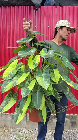🙌 Colosal ejemplar Philodendron Burle Marx Variegated💛 🫶 Tenemos disponibles.