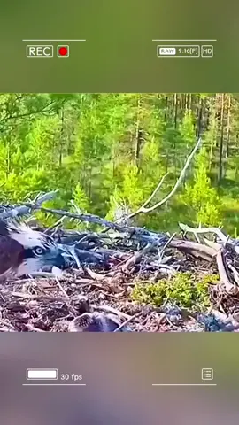 The father eagle of the year. #wildanimals #animals #foryou 