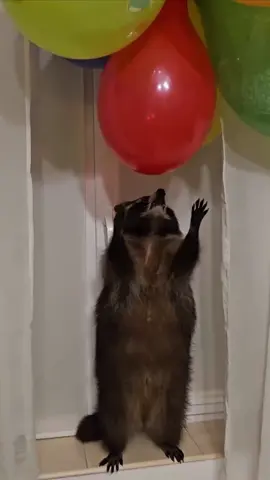 Raccoon tries to pop the balloons 