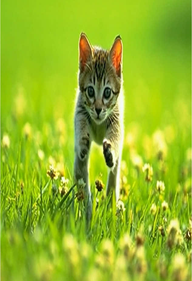 just for now #catcore #fyp #foryou #pinkcore #cats #cattok #corecore #cateatcabbage2006 #lilb 