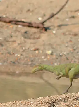 #fyp #animals #wildlife #dinosaur 