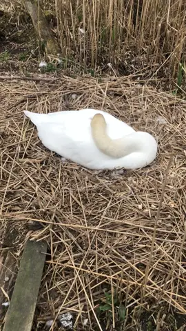#fyp #swan  #yeadontarn 