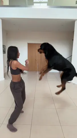 the way she came in 🥹 #rottweiler 