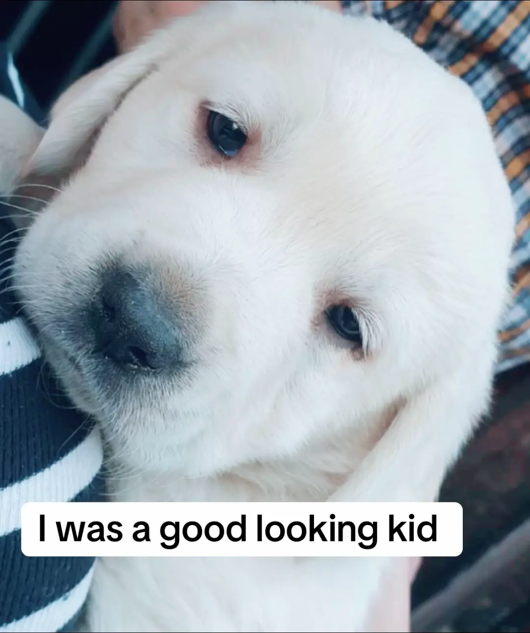 #fyp #dogsoftiktok #cutebaby 
