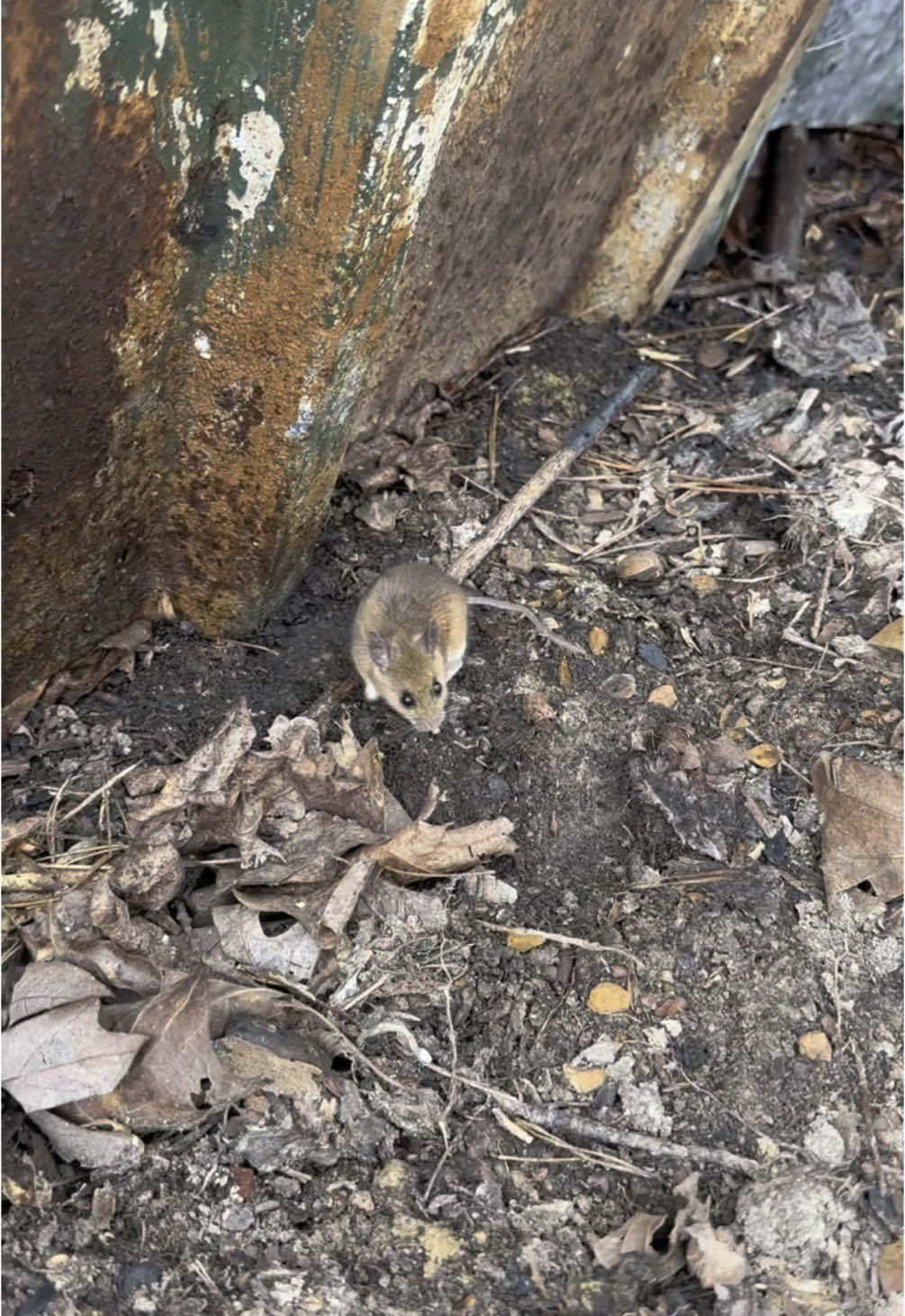 We Found So Many Secretive Creatures In The Forest!  #cuteanimal #nature #animals #wildlife 