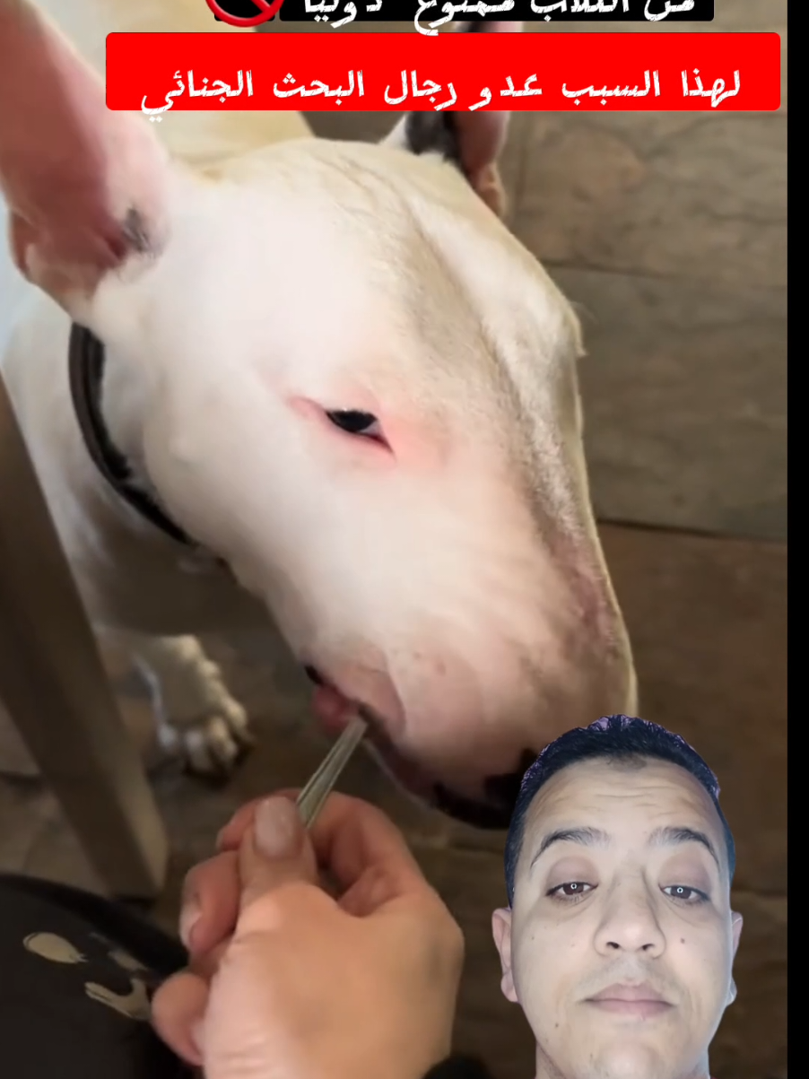 هذا النوع من الكلاب محظور دوليا 