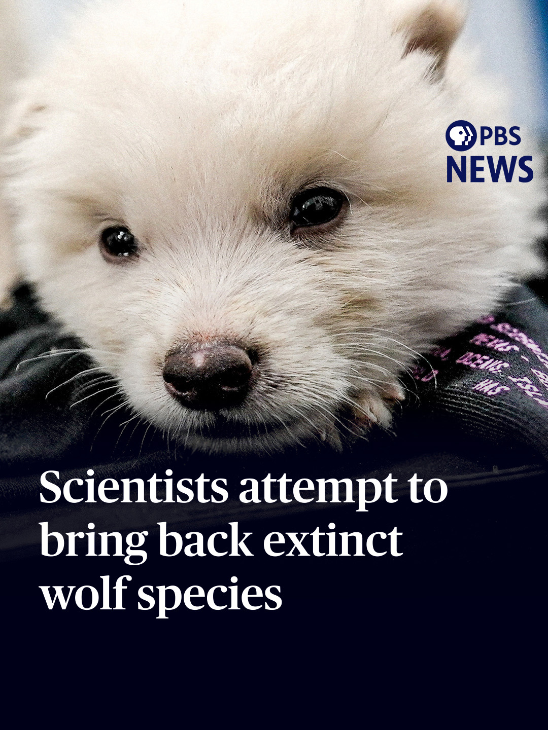Scientists believe they have genetically engineered an ancient, extinct species of wolf back into existence, or at least something quite close to it. The dire wolf has been extinct for over 10,000 years, but research scientists from Colossal Biosciences rewrote the genetic code of its closest relative, the gray wolf, to match the dire wolf genome and then bred the pups with domestic dogs as surrogate mothers. #pbsnews #newshour #pbsnewshour #direwolf #news #wolves #science #wolfpup #sciencenews