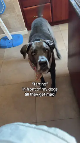 when i was 10 id joke and say id still find fart jokes funny at 21 and now here i am and now i cant tell if i should be concerned or continue laughing at farts #foryou #foryoupage #dogs #dunkindadawg #fyp 