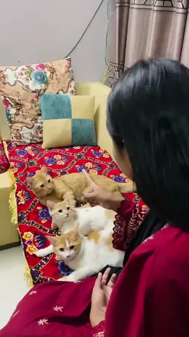 Watch till the end😂 #cat #cats #catlove #catlife #meow #kitten #catsofig #cutecat #catoftheday #catgram #purr #catvideo #fypcat #catdaily #catfunny #fyp #catsoftiktok #catfun #catvid #funnycat #foryou #foryoupage #catclip #kittensoftiktok #meowmeow #catvibes #PetsOfTikTok #caturday #catreel #fluffycat