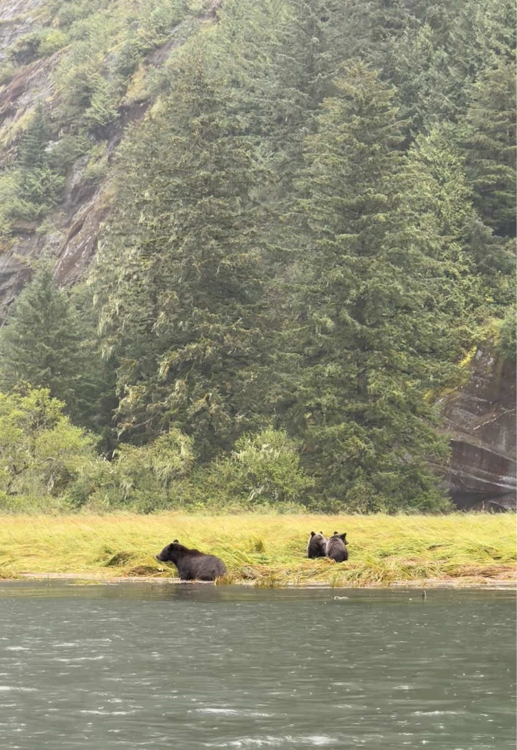 Adorable alert! 🐻💫 Is there anything cuter than watching bear cubs wrestle while their moms keep watch? You can experience this magical sight in the Great Bear Rainforest. Credit: @thenatureeducator #exploreBC #bears #nature #travel  #thingstodoinBC  #britishcolumbia @Maple Leaf Adventures @BC’s Cariboo Chilcotin Coast  