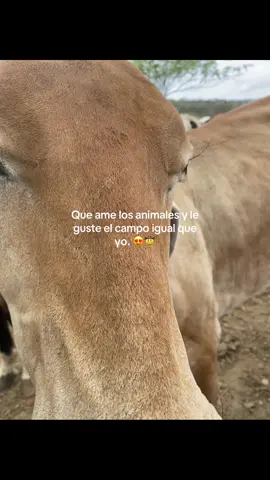 #ganaderia🐂🐎 
