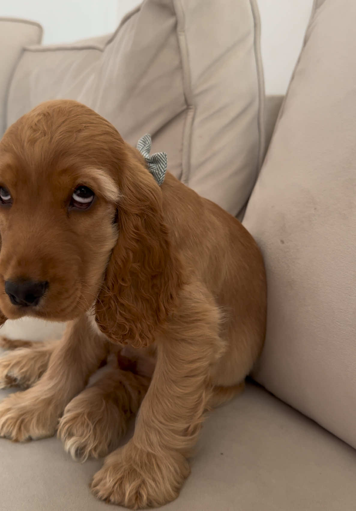 Those eyes 🫶🏻 that little bark #cockerspaniel #cockerspanielpuppy #puppy #puppytok #cockerspanielsoftiktok #fyy #fyp 