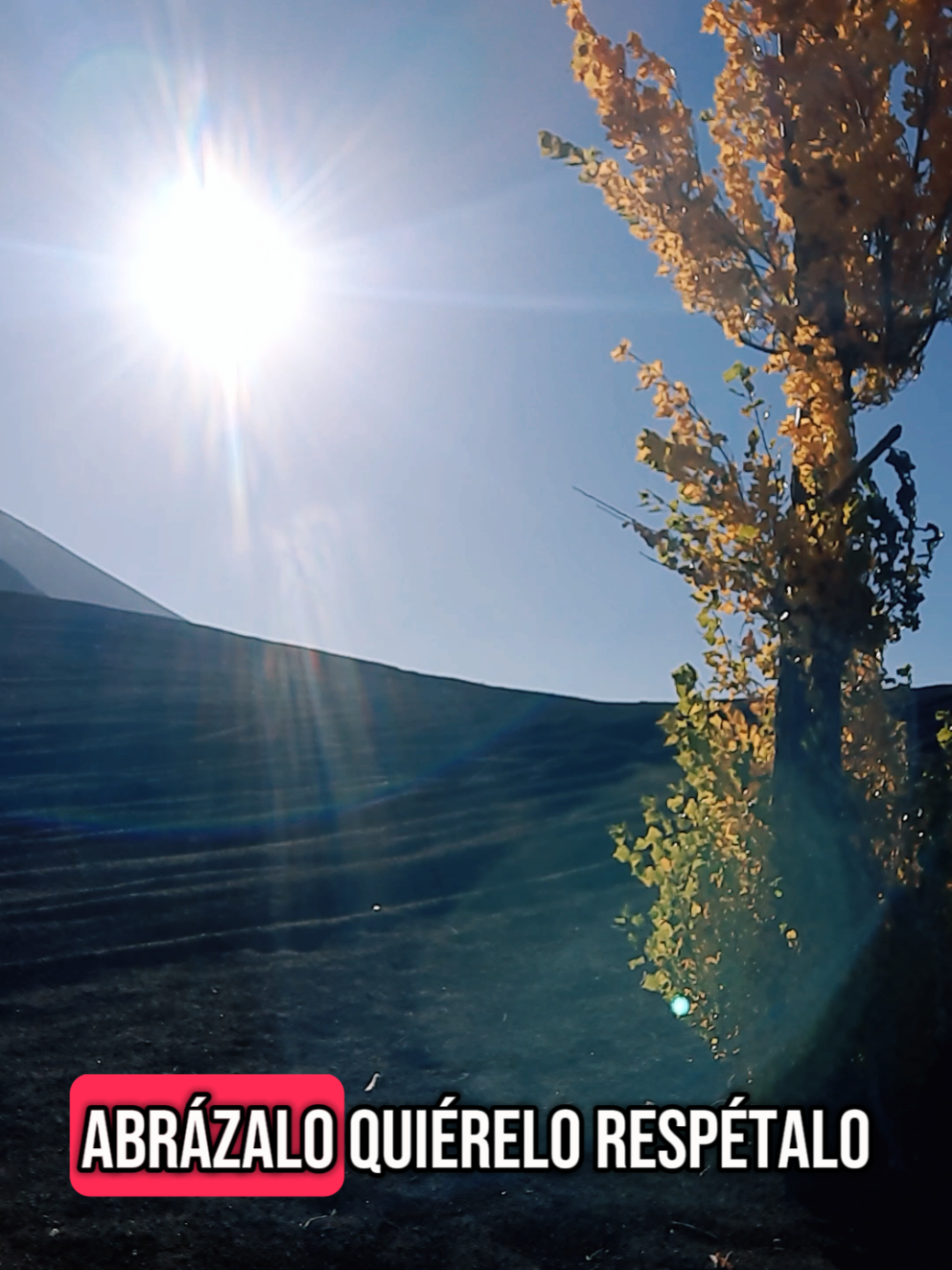 El Árbol de la Vida, en Antuco 🙏🏻🕯️ #arbol #antuco #alamo #Otoño #elalamodelavida #quierelorespetalo #chile #humor #webeo #foryou #lagunadellaja #parquenacional #trekking 