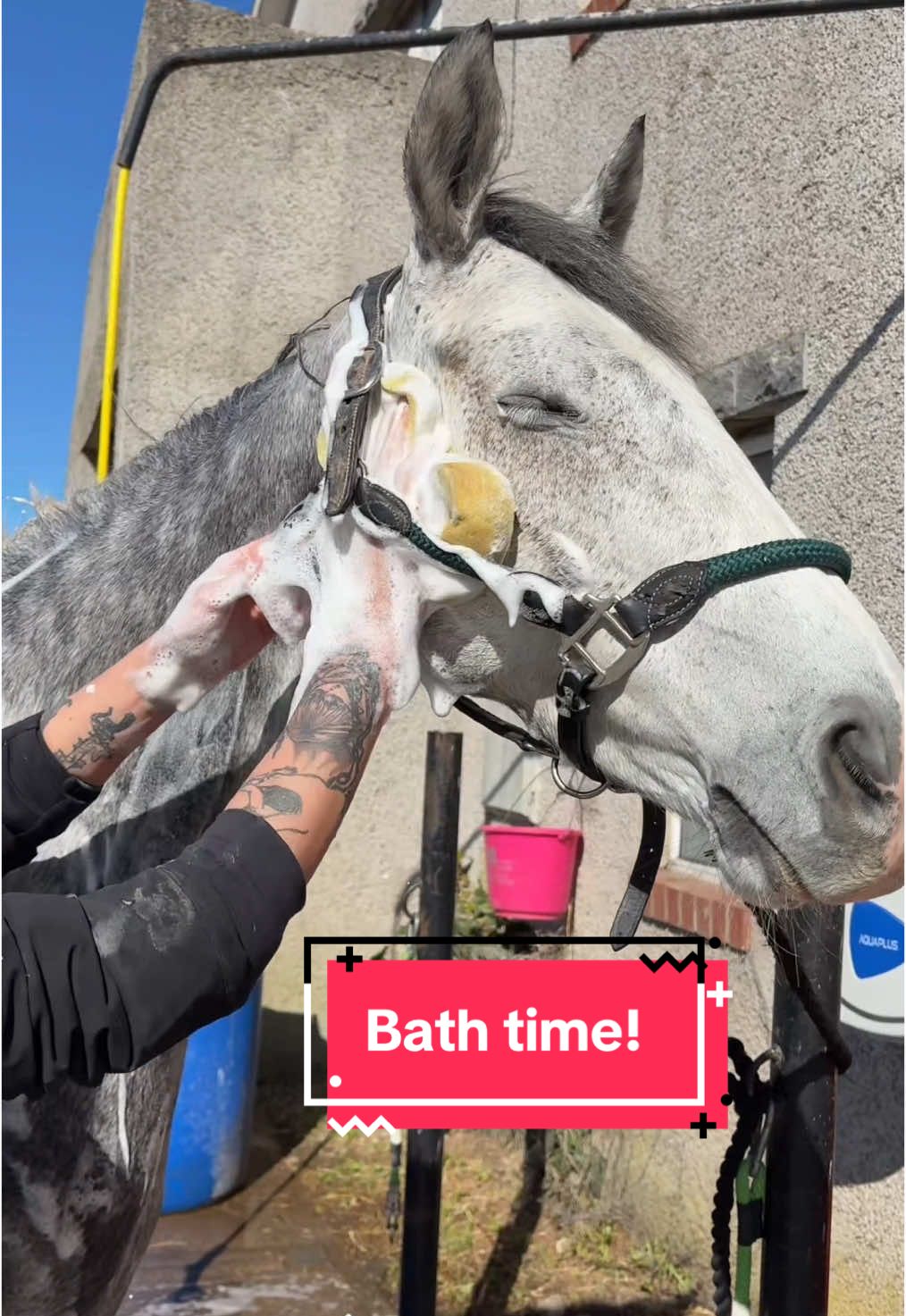 I feel like Moonlight was plotting that revenge buck for the entire bath 🥸 #horse #equine #equestrian #horsetok #horsesoftiktok #equestrianvibes #horsebackriding #horsegirl #fyp #foryou #abcxyz 