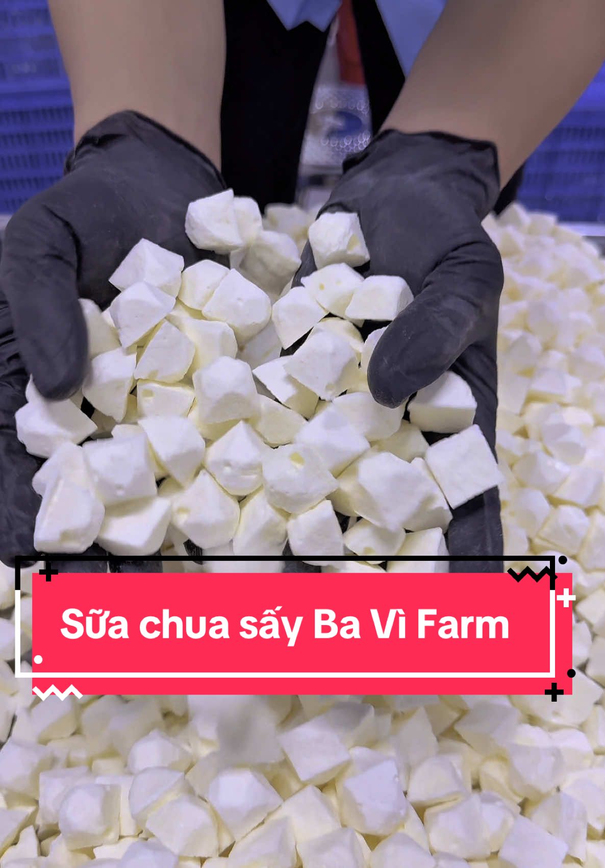 Sữa chua sấy Giòn Rụm- chua nhẹ- thơm ngon. Món quà đến từ quê Hương Ba Vì, một sản phẩm mới của nhà Ba Vì Farm. Ăn là mê luôn đó ạ #bavifarm #dacsanbavifarm #suachuasay #suachuasaythanghoa 