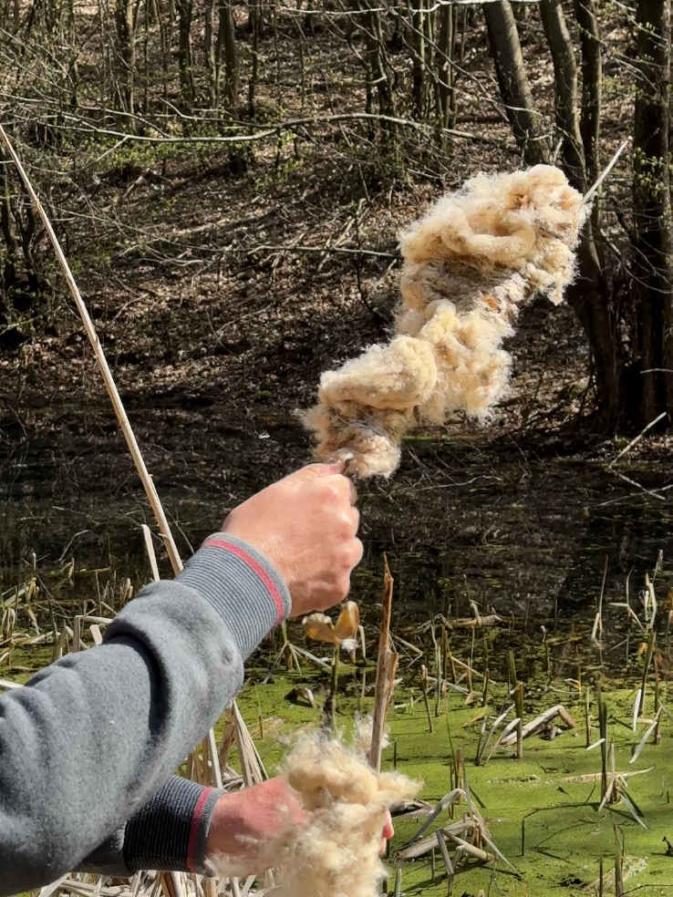 DIY Fire Starter with Vaseline and Wild Plant (Cattail). #camping #Outdoors #lifehacks #ideas #survival #skills #bushcraft #forest 