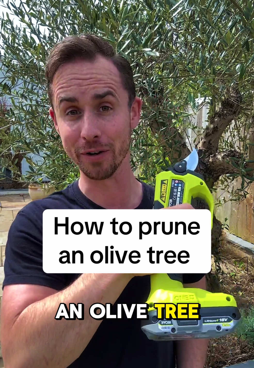 How to prune olive tree? Olives are pruned in late spring or early summer. Olive trees are really hardy and don't suffer from die back so you can prune them anywhere, however there's a few tips you want to follow. First, we want to prune anything that is dead or weak and also any crossing branches that could rub and cause disease. Every cut that you make is going to produce two to three new shoots from the cutting point think about that when shaping the tree. You can prune by around two thirds if needed always pruning above a bud where possible.