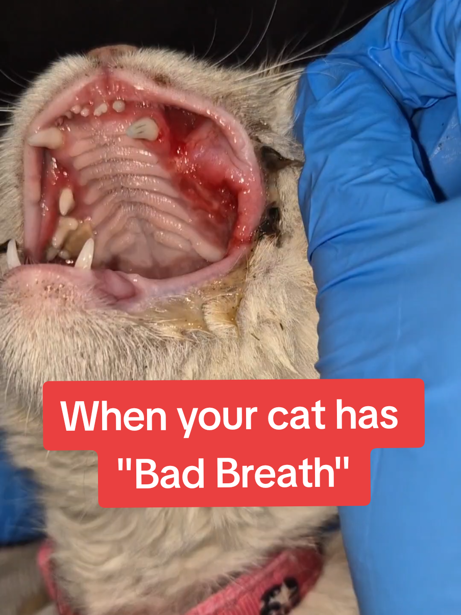 Sometimes bad breath is a sign of a much worse underlying condition..don't wait too long to get your cat checked up by a vet. The sooner it's detected the better. #fyp #foryou #catlovers #catsoftiktok #pet #vet #health #tips #cute #kitten #animals #Love #rescue #help #sad #emotional #moment #pov 