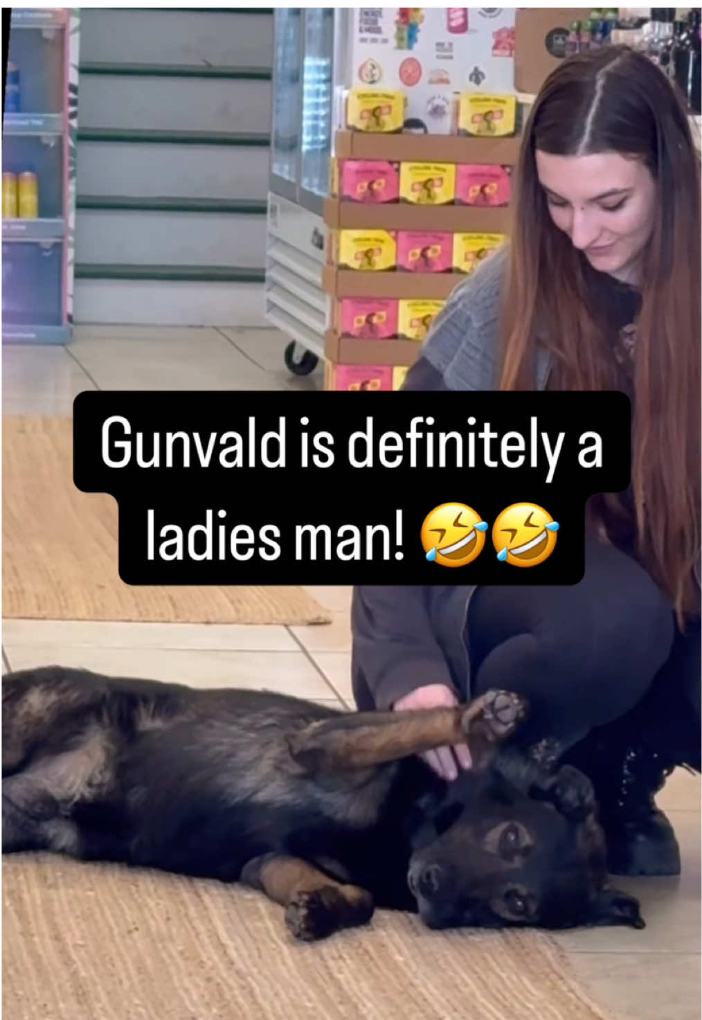 💋 Gunvald is a ladies man, what can we say!  What’s the possible explanation though? 🇨🇿 He’s a Czech working line German Shepherd and is bred for protection, resilience, and high working drive. These dogs are loyal, focused, and possess strong defense instincts, making them naturally discerning with strangers. Their temperament is stable but purposefully vigilant. 🧠 A common behavioral pattern in males is suspicion toward men while being sociable with women. This often stems from early socialization and scent markers.  💪 Men typically present more assertive body language, deeper voices, and stronger hormonal scent cues, which can trigger a defensive response in high-drive dogs. These cues can be subconsciously interpreted as more threatening. ⚠️ From a broader perspective, dogs may be sensitive to behavioral patterns in humans. Statistically, males commit over 90% of violent crimes, and although dogs don’t understand data, evolutionary pressures may have shaped responses to male-associated signals. 👍 This behavior is a result of genetics, experience, and instinctive perception and of course, benevolent leadership!!  #dogtrainer #germanshepherd #doglife #czechdog #workinglinegsd #protectiondog #DogTraining #puppytraining #germanshepherdsoftiktok  #doglovers #dogloverforever  #dogloversclub #dogbehavior #dogdad #doglife #obediancetraining #bergencounty #bergencountynj #gretatrainsdogs #GTD