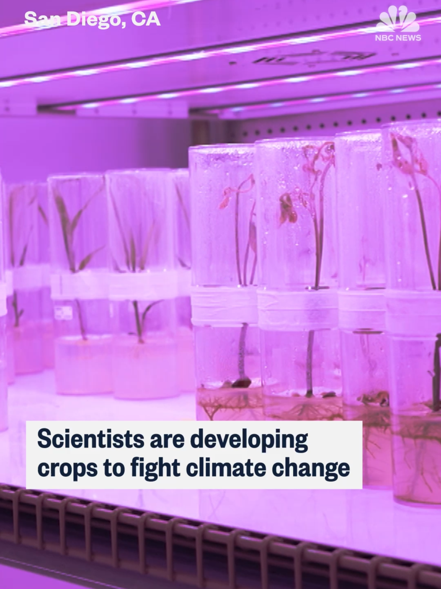 Scientists at the Salk Institute in San Diego are developing crops that may significantly reduce carbon emissions worldwide.