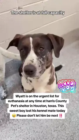 🆘️🆘️🆘️URGENT 🆘️🆘️🆘️ Wyatt is on the urgent list for euthanasia ☠️ at any time 🕐 at harris County Pet's shelter in Houston texas. This sweet boys Kennel mate was euthanized today please don't let wyatt be next 🙏🆘️🆘️🆘️🆘️🆘️🆘️🆘️🆘️🆘️ Please consider fostering if you are unable to adopt it would save this sweet boys life🙏💙🙏 Name. Wyatt  ID #A633427  was Co kenneled 💔 If you can foster/adopt please fill out an application @Rescue Dog Army. application in Bio ASAP ‼️  OUT OF STATE ADOPTION IS POSSIBLE.  Please message me if you have any questions.  Address  Harris County Pet's shelter.  612 Canino Rd in Houston texas.  #adopt #rescue #foster #resuedogarmy #savealife #harriscountypets #euthlist #FYP #dogsoftiktok #urgentshelterd #doggo #fosteringsaveslives #houston #texas #urgent #help #hero 