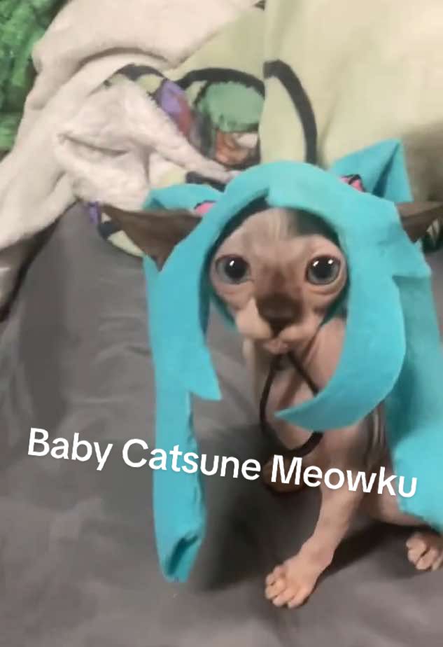 Catsune Miku before she grew her hair #cosplaygirl #cosplay #sphynxcat #catsunemiku #catsunemiku 