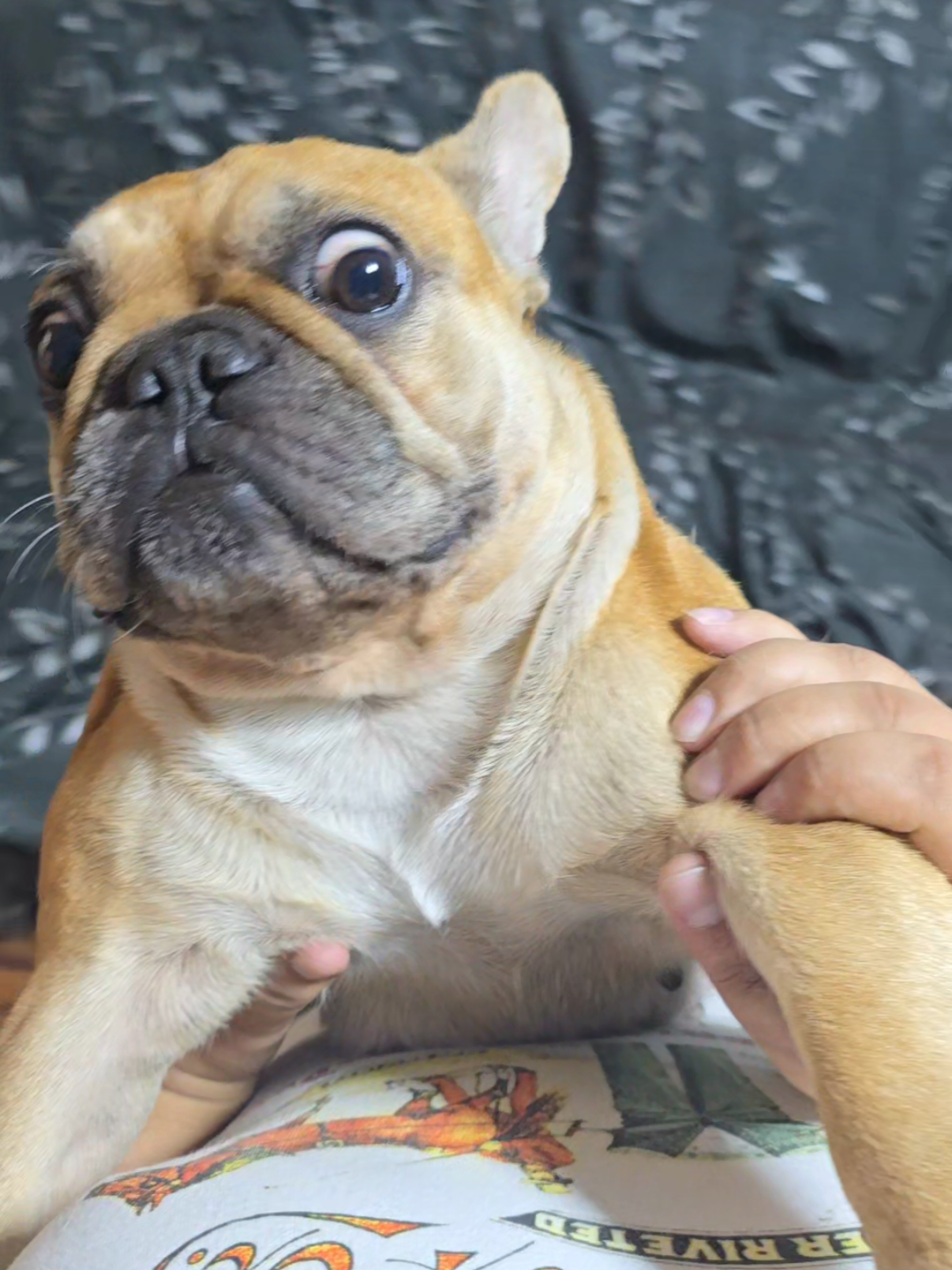 papa e hija  #trend #bulldog #bulldogfrances #tendendencia 