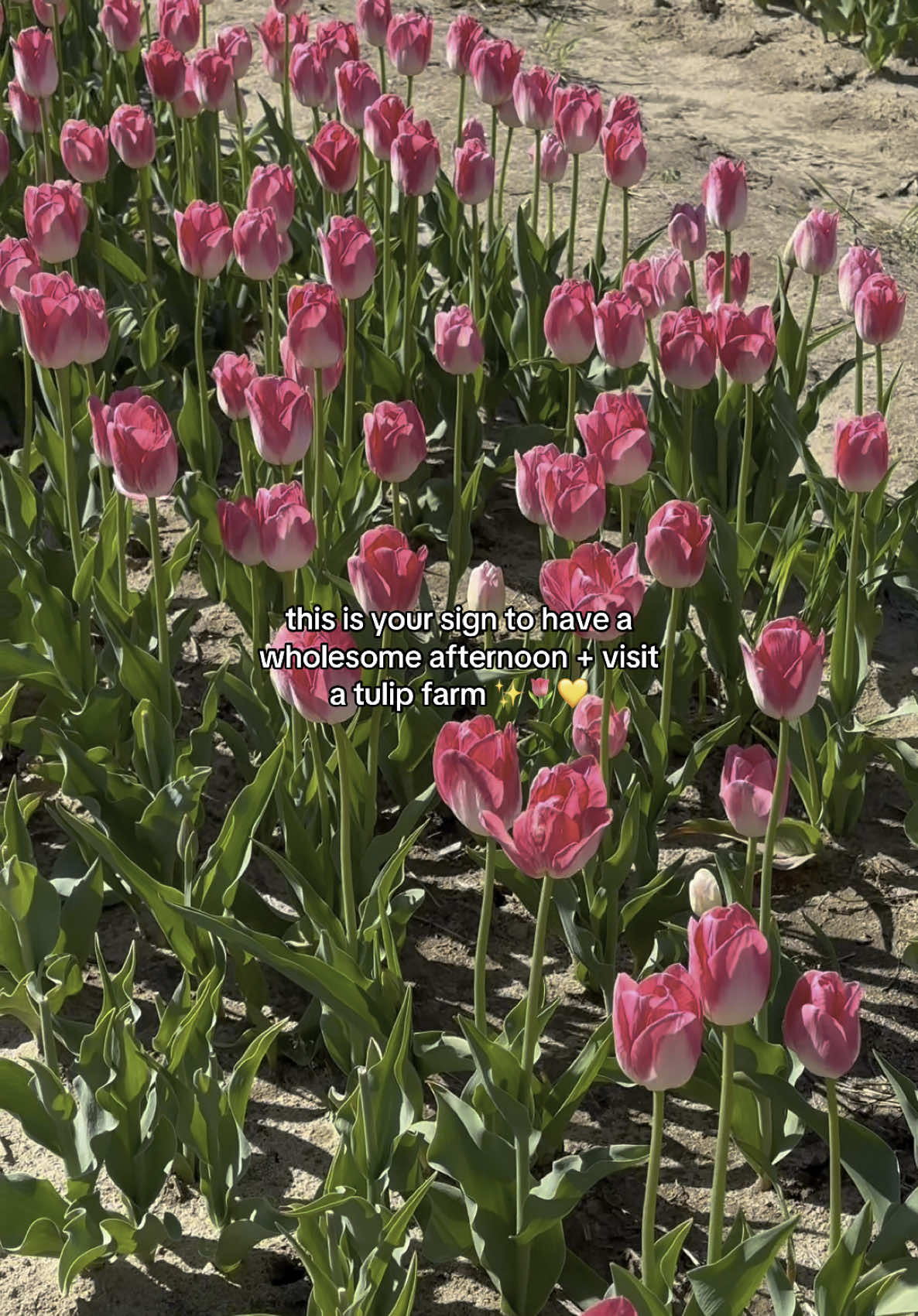 📍 Dalton Farms in NJ!!  Pick your own tulips 🥹🌷 $2 per stem or $10 for 10 stems! Plus there’s a cutie little market too!!! Only 30 mins from Philly! 