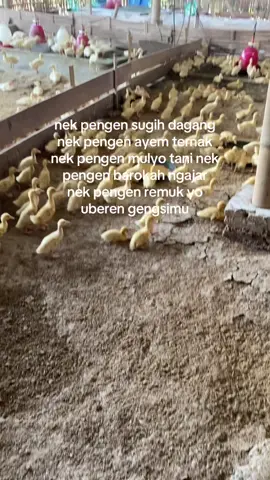 nguber gengsi ora enek entek e#peternakmuda#bosmuda#juraganbebek#pengusahamuda#ternakbebekpedaging#farm#bebek#bebekpedaging#fyp#fypage 