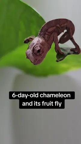 Look at the six-day-old chameleon and its dinner! 😍 They are just so cute at this size! #pantherchameleon #baby #bug #cutepet #reptile