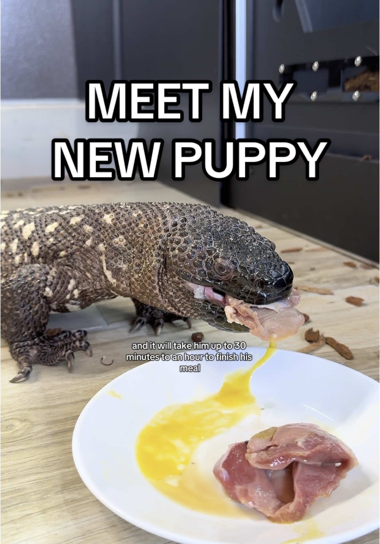 Meet my puppy✨🙂‍↕️ #mexicanbeadedlizard #reptile #reptilesoftiktok