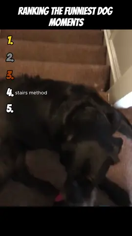 Ranking The Funniest Dog Moments #top5 #ranking #fyp #viral #funny #dog 