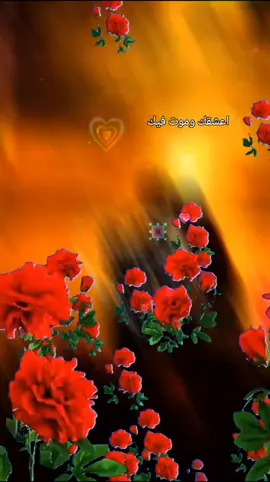 🌺🌺🌺🌺 #🌺🌺 #🌺🌺🌺🌺🌺🌺🌷🌷🌷 ولله اعشقك وموت فيك 