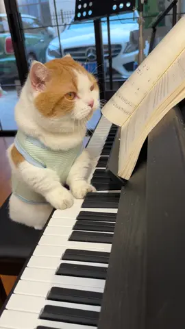 He could do your wedding song  #cat 