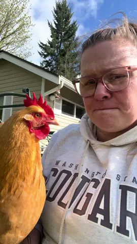 They’re really weird… #chickensoftiktok 