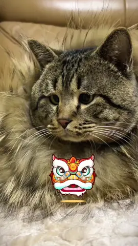 ##funny #catslovers 