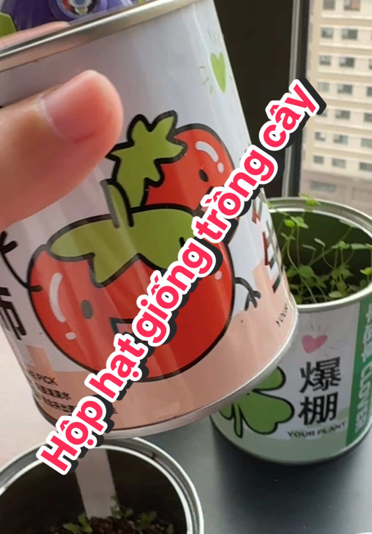 Hộp trồng cây mini nè cả nhà #hatgiongcaytrong #hatgionghoa #hatgiongcomayman #co4la #hatgiongco #hatgionghoaqua #hatgiongdautay #dochoitreem #taphoanhahuyen2024 #xuhuong 