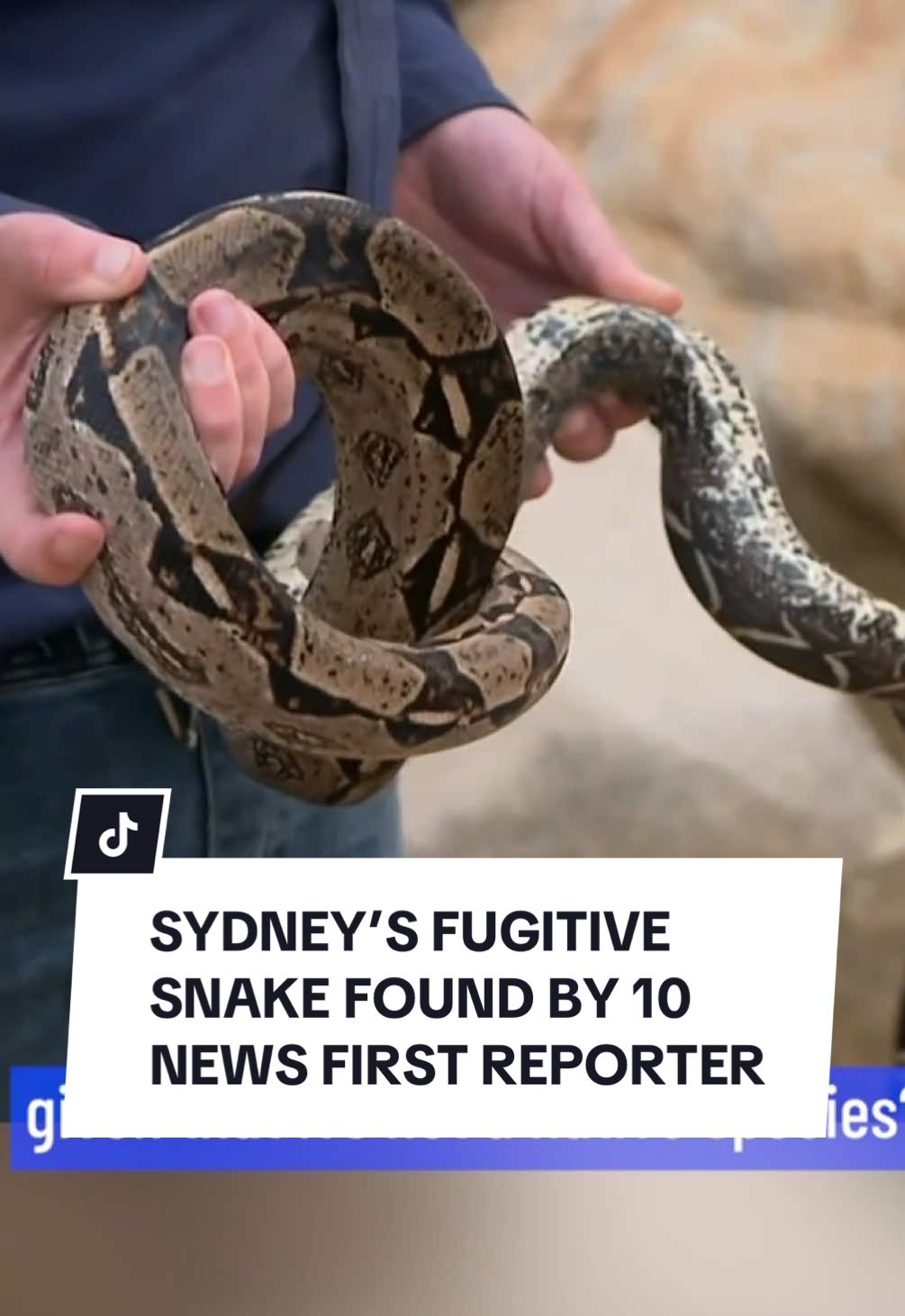 The exotic boa constrictor that was on the loose in Sydney's south has been found, thanks to 10 News First reporter Alice Hogg. After sightings from locals in the Shire, Alice tracked the snake to its hiding place in the rocks and then stood by the scaly escapee until the professionals arrived. Alice explains how it all unfolded. Click the link in the bio for more from 10 News First. 