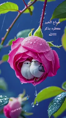 #صباح_الخير #معطر #بذكر__الله__تطمئن_القلوب # #احبابي #اصدقائي #tik_tok #اكسبلور #السعودية #المانيا #تركيا #سوريا #العراق  @👑نور نور 👑 @🦋♡︎🔛𝑫𝒐𝒓𝒊𝒔🔝♡︎🦋 @💜♛𝑴𝑨𝑳𝑨𝑲𝑨♛💜 