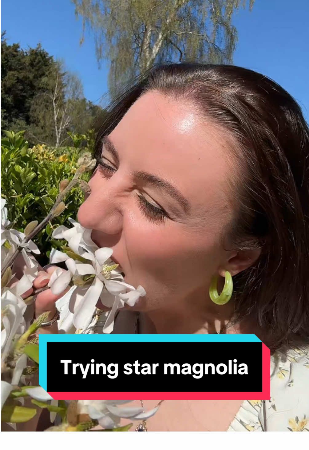 Trying star magnolia flowers 👀 🌸 they taste like ginger without the fiery part with an aftertaste of cardamom!  I saw @Cocksparrow eating some star magnolia so I had to try some 🤣 I made sure to check there were no bugs or snails on the flowers I ate though 🤣👀 #foraging #foragingtiktok #starmagnolia #edibleflowers 