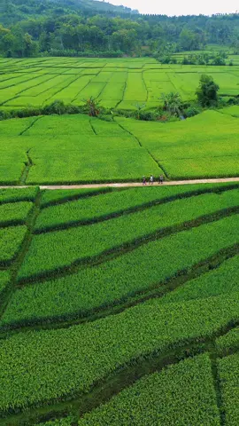 Hamparan sawah indah yang hijau suatu saat akan berganti dengan tanah gersang ketika sudah di panen, tapi ini bukan soal sawah