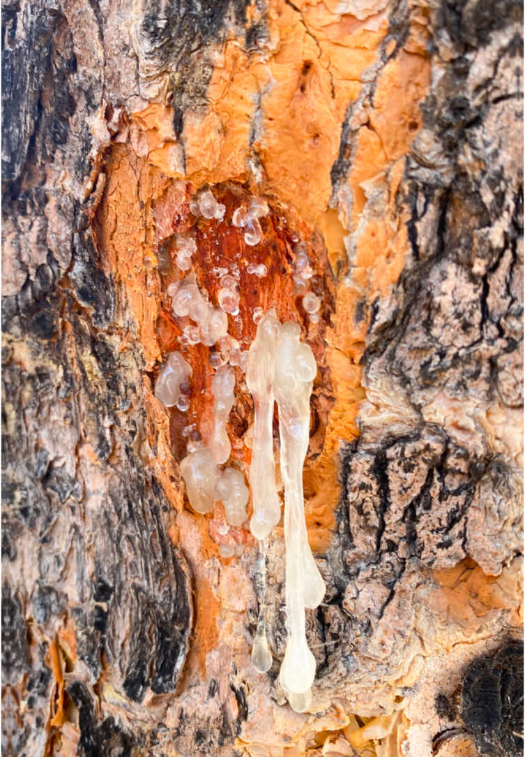 Frankincense, from the Bari Mountains in Puntland to the whole world #frankicense #somali #somalitiktok #puntlander🇸🇱tiktok #essentialoils #traveltiktok #nature #boswellia #trees #fup #fyp 
