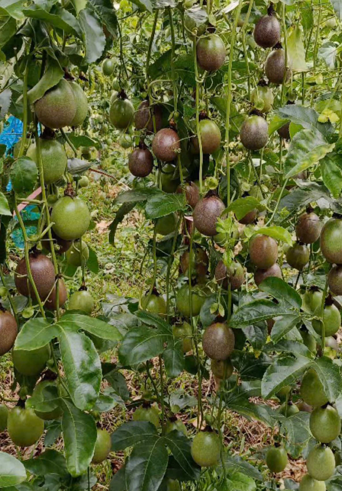 Màu tím không chỉ mộng mơ, tím là màu của lợi nhuận. Chúc mừng nhà vườn thành công rực rỡ! #ThôngĐỏ #fyp #xuhuong #viral #trending #chanhdaytim #ChanhDâyChấtLượng #caygiongchanhday 