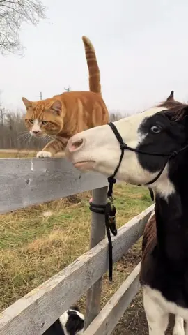 Cat and its horse friends 🐈and 🐎 #funny #cute #funnyvideos #happy #cat #funnycat 